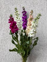 შოფაი ფერადი