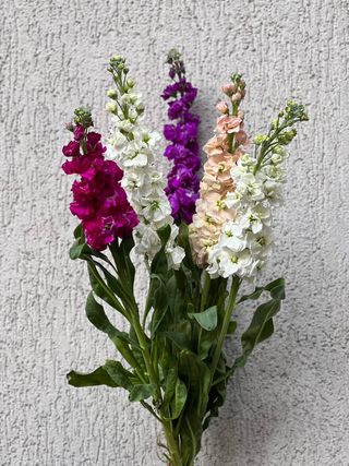 შოფაი ფერადი