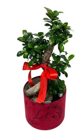 Bonsai mare