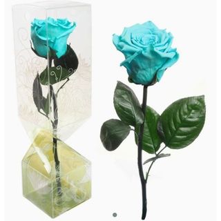 Rosa eterna turquesa tallo corto