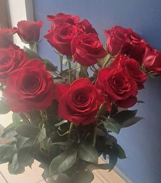 Róże bordowe