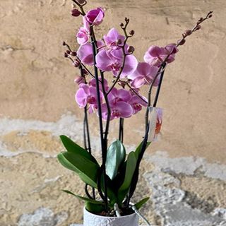 ORCHIDEA ROSA + COPRÌ VASO CERAMICA 