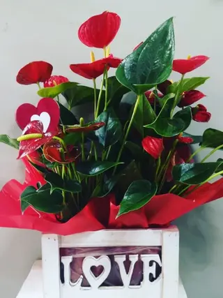 2 Anthuriums En Caja Madera