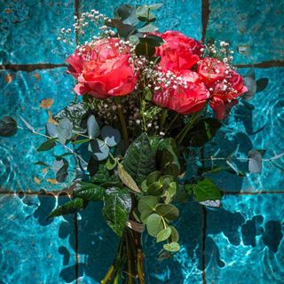 Ramo de 6 Rosas Pink Expression