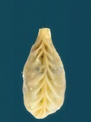 6. Ravioli al verdura - 4 pezzi