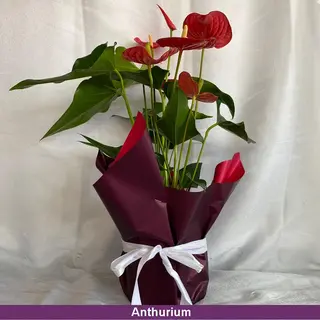 Ghiveci Anthurium