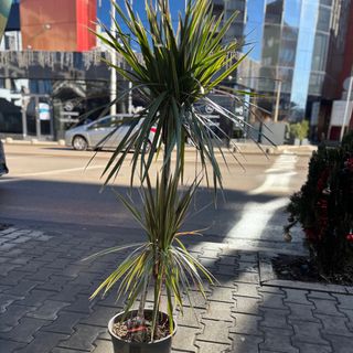 Драцена (100-120 см височина)