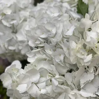 Hortensie alba