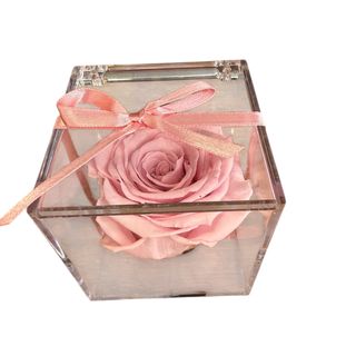 Rosa preservada rosa