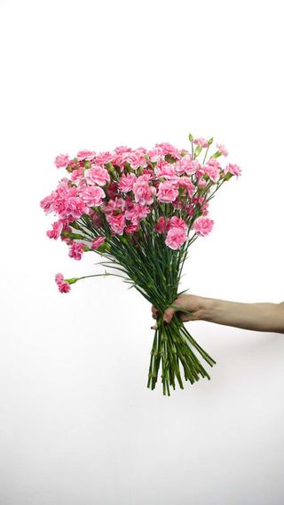 Bukiet Gozdziki różowe 7 szt.