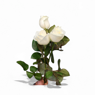 Rosa bianca