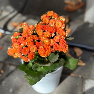 Каланхое, помаранч 