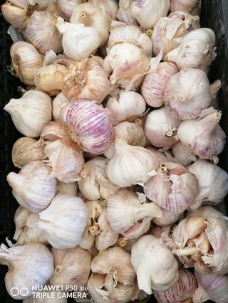 Aglio rosso, 2 pezzi