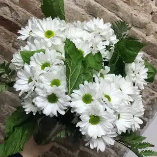 Daisy