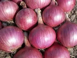 Cipolla di Tropea al kg