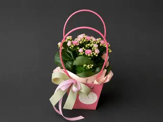 Kalanchoe w Torebce Prezentowej