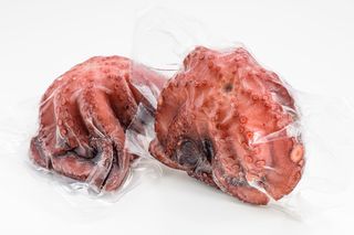 Hobotnica-Octopus vulgaris OCC