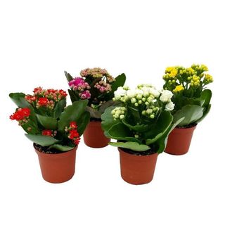 Kalanchoe- Sin Maceta