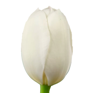  Tulipán Blanco Flor Suelta (Por unidad/No es un ramo/No bouquet) 
