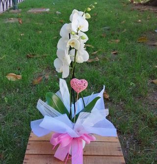 Orquídea Blanca "Especial"
