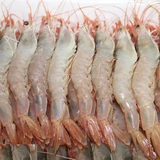 Gamba Fresca 12 Uds.
