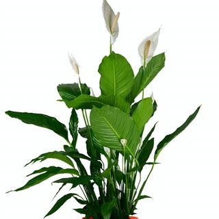 Pianta di spatiphilium 