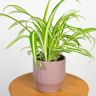 Zielistka Chlorophytum + doniczka 