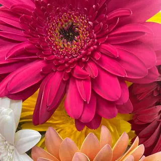Gerbera