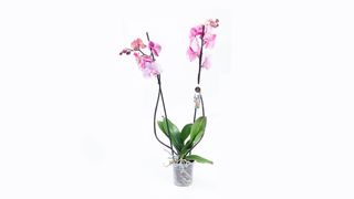 Orhideja roze 2 štapa