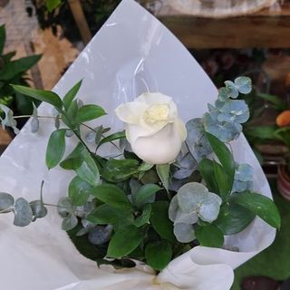 Rosa Blanca "El Duende"