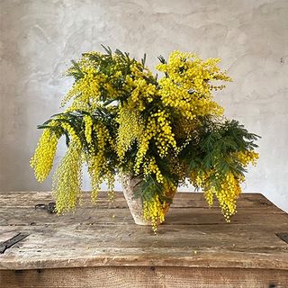 Ramo de flores de mimosa L