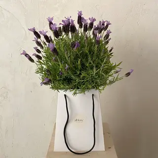 Lavanda en planta