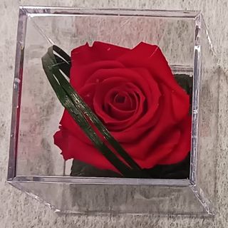Rosa roja preservada 