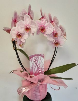 Orquídea Wonder Pink