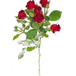 Роза кустовая