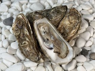 Устриця Фін де Клер №1