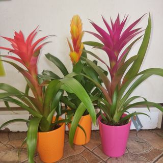 Bromelia con vaso di ceramica