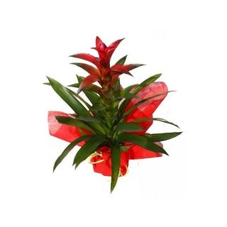 Bromelia ( color aleatorio)