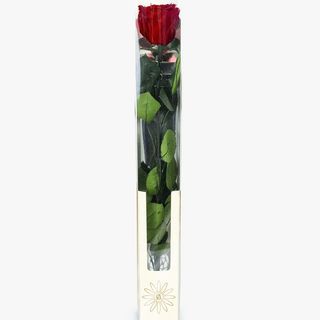 Rosa Roja  Preservada