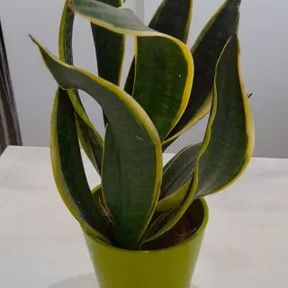 Sanseweria