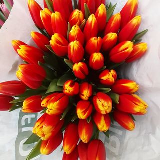 10 tulipani gold