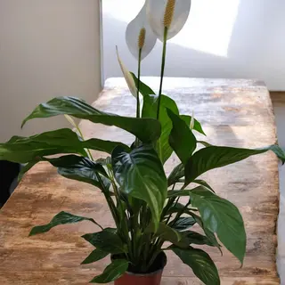 Ghiveci spathiphyllum