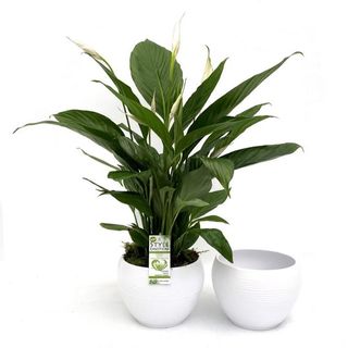 Spathiphyllum