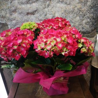 Hortensia 44cms alto aprox