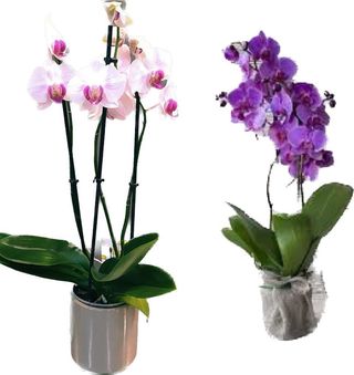 Orchidea phalenopsis
