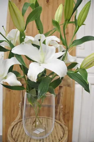 Lilium
