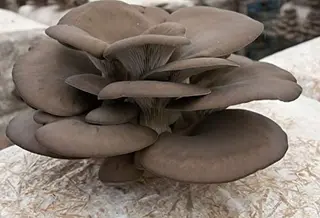 Funghi pleos