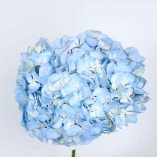 Гортензія блакитна