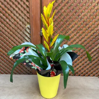 Bromelia amarilla