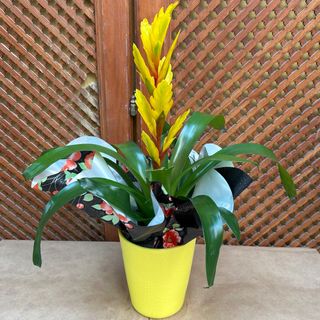Bromelia amarilla
